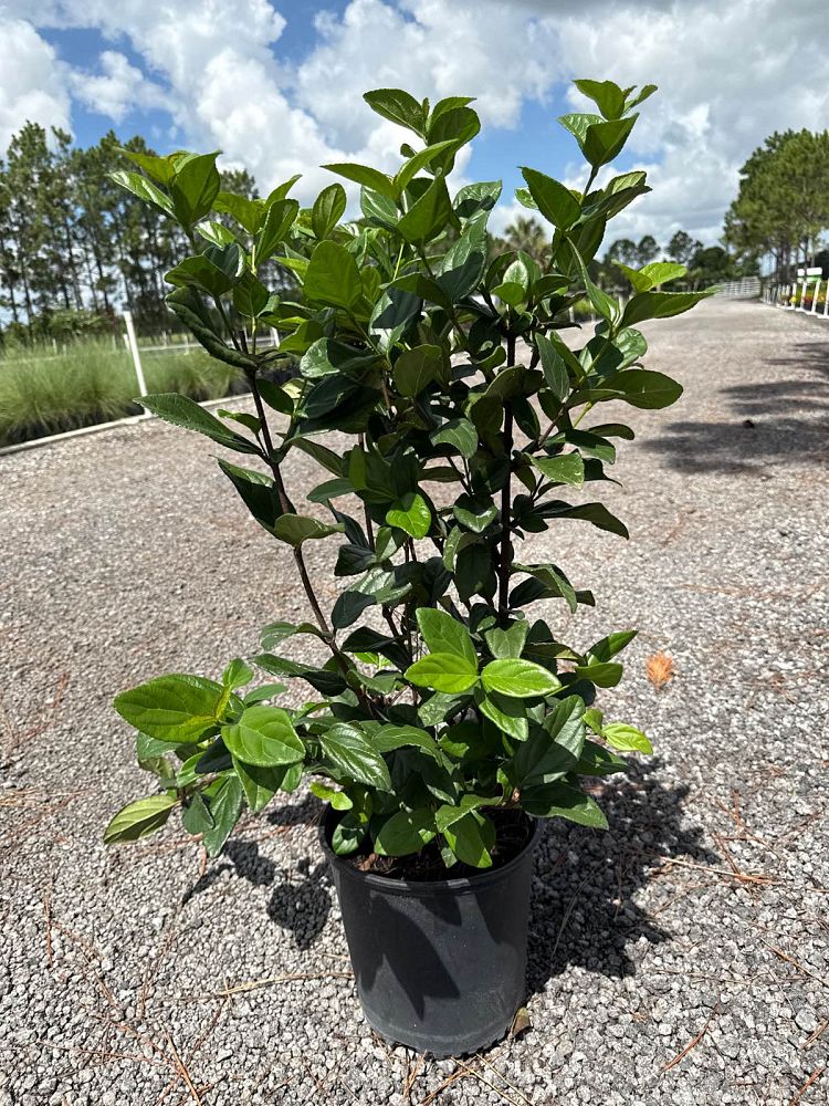 viburnum-suspensum-sandankwa-viburnum