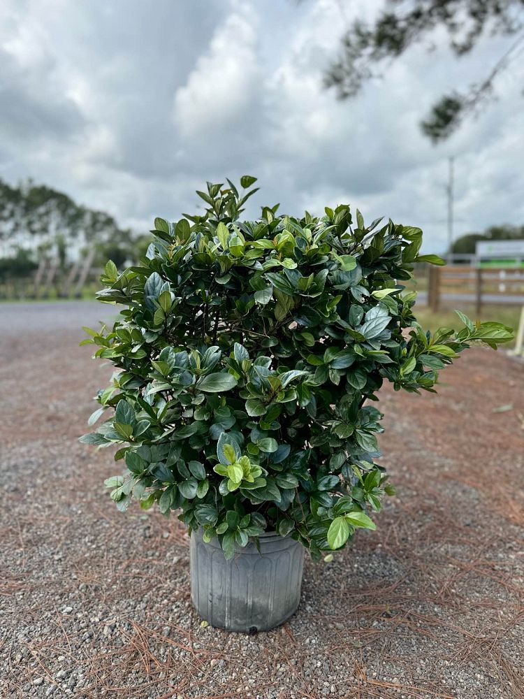 viburnum-suspensum-sandankwa-viburnum