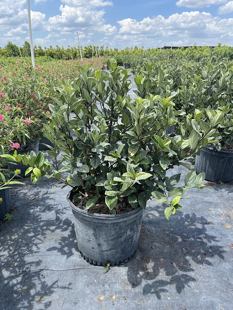 viburnum-suspensum-sandankwa-viburnum