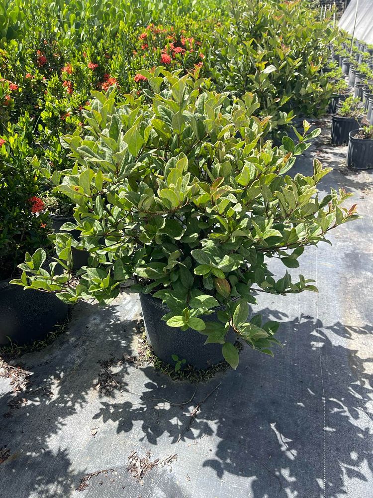 viburnum-suspensum-sandankwa-viburnum
