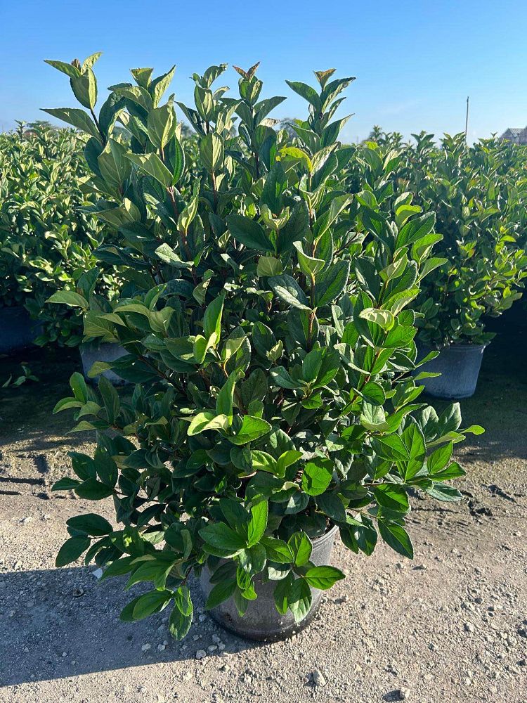 viburnum-suspensum-sandankwa-viburnum