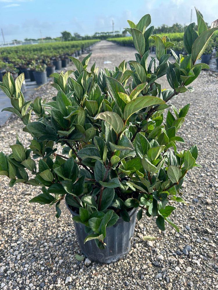 viburnum-suspensum-sandankwa-viburnum