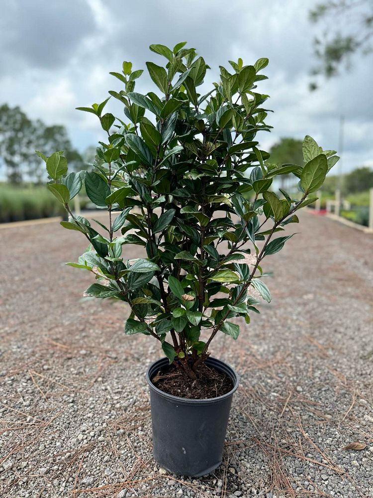 viburnum-suspensum-sandankwa-viburnum