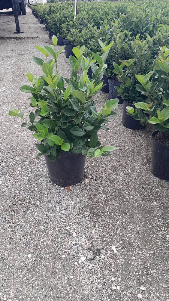 viburnum-suspensum-sandankwa-viburnum
