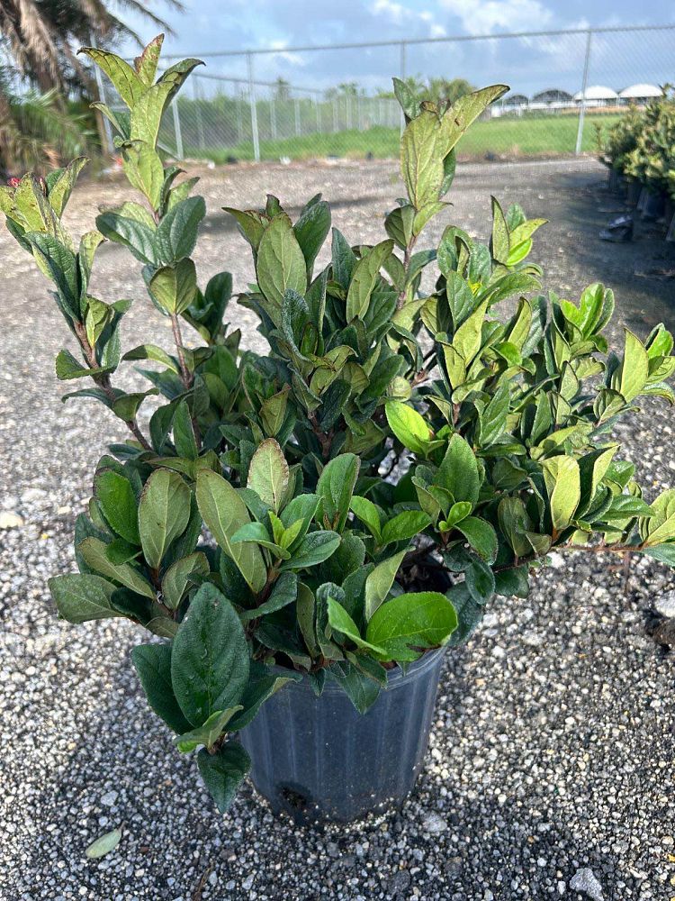 viburnum-suspensum-sandankwa-viburnum