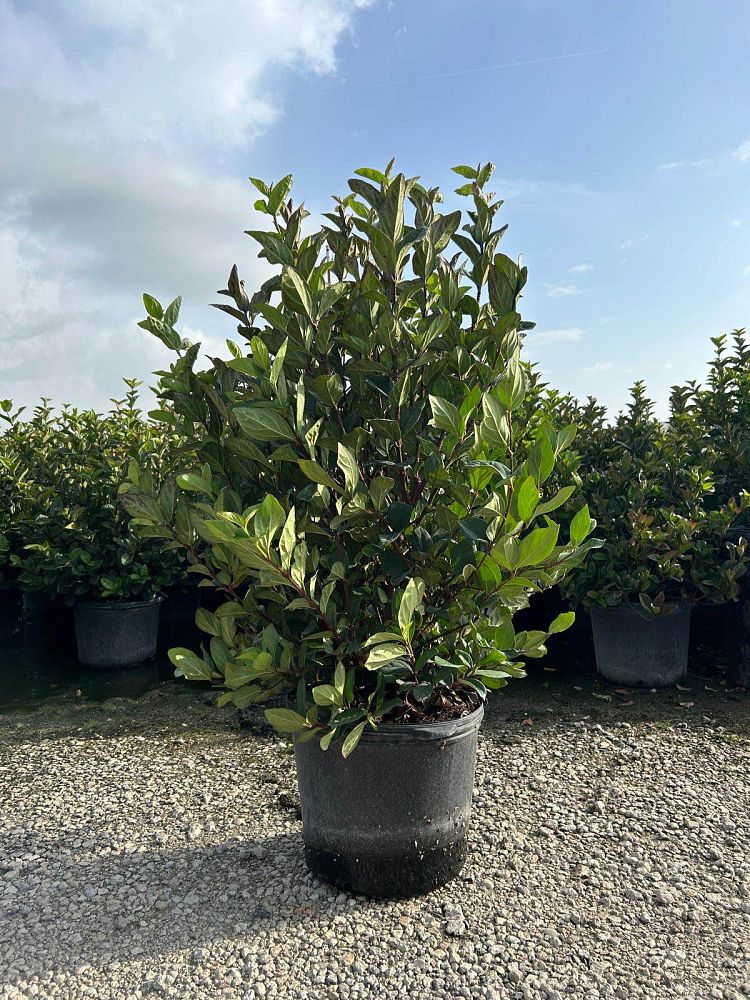 viburnum-suspensum-sandankwa-viburnum