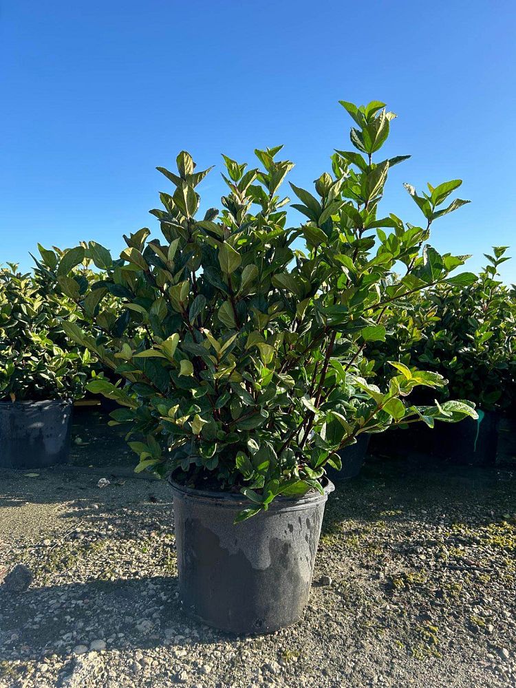 viburnum-suspensum-sandankwa-viburnum