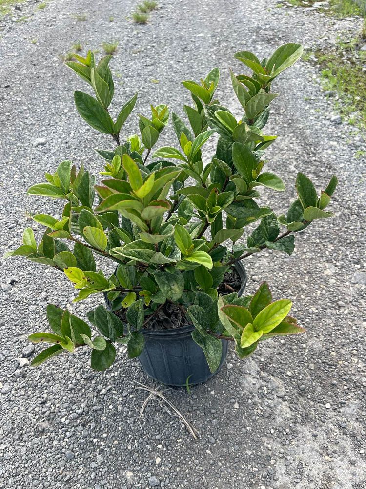 viburnum-suspensum-sandankwa-viburnum