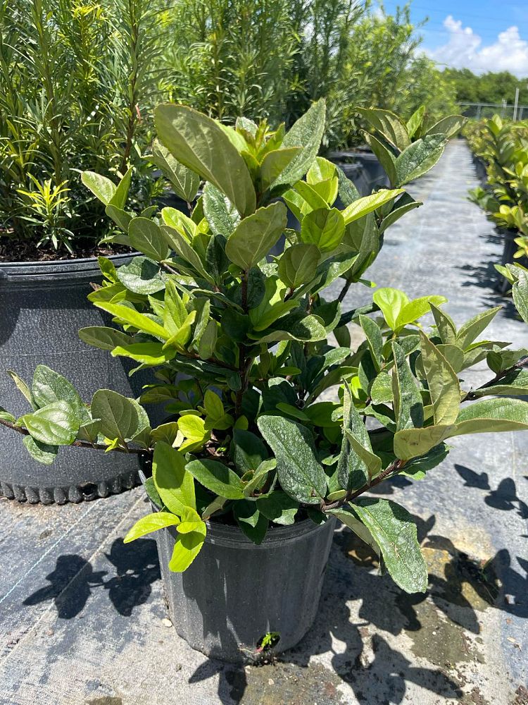viburnum-suspensum-sandankwa-viburnum