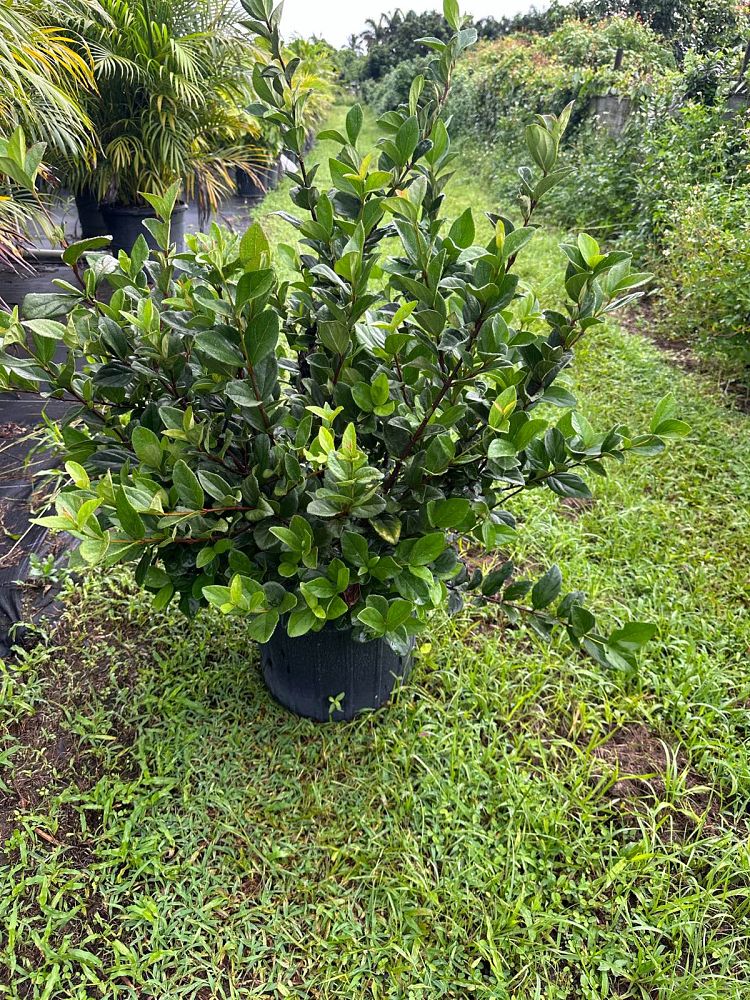 viburnum-suspensum-sandankwa-viburnum