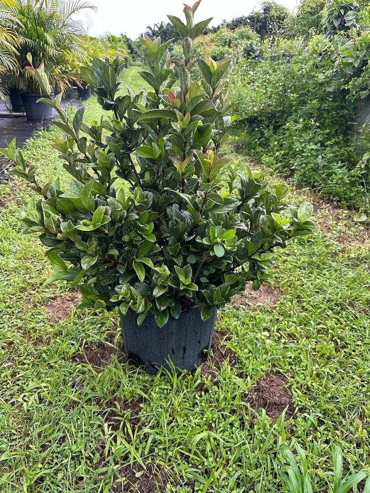 viburnum-suspensum-sandankwa-viburnum