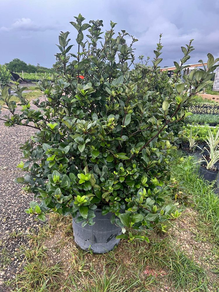 viburnum-suspensum-sandankwa-viburnum