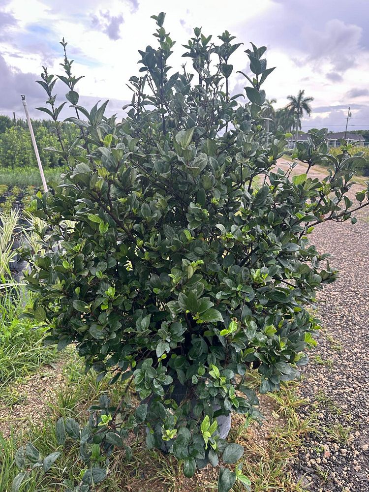 viburnum-suspensum-sandankwa-viburnum