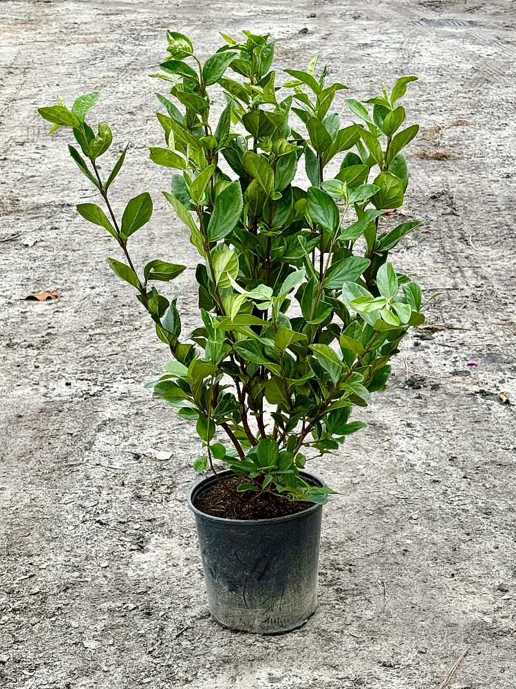viburnum-suspensum-sandankwa-viburnum