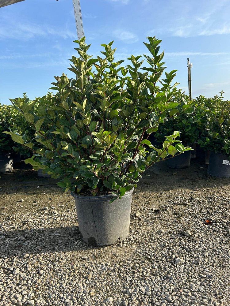 viburnum-suspensum-sandankwa-viburnum