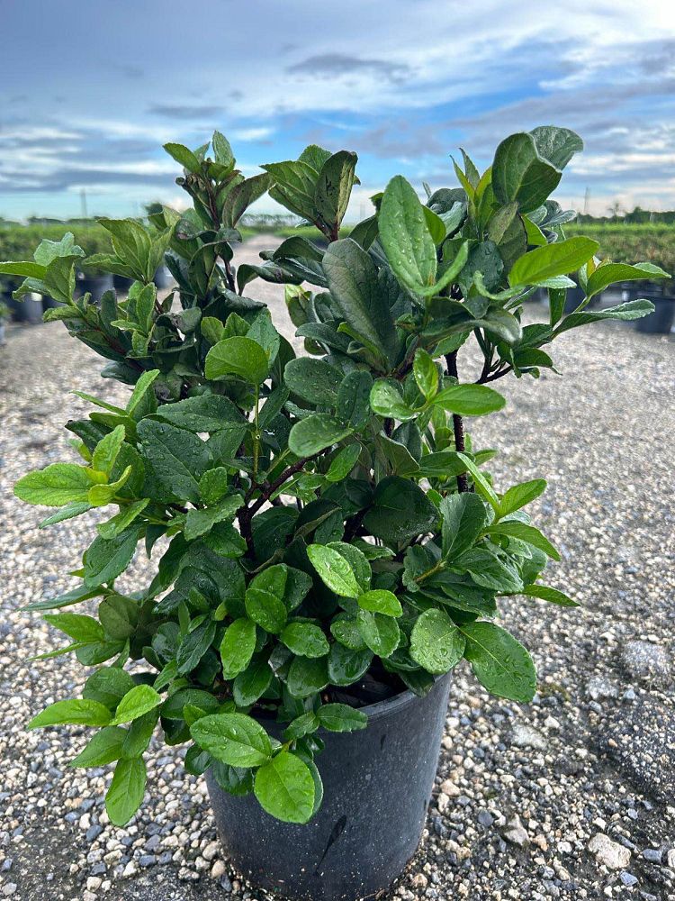 viburnum-suspensum-sandankwa-viburnum