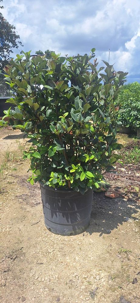 viburnum-suspensum-sandankwa-viburnum