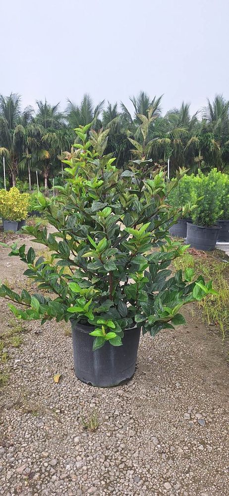 viburnum-suspensum-sandankwa-viburnum