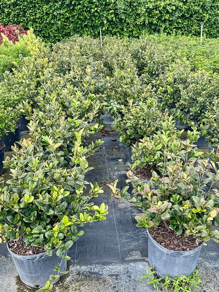 viburnum-suspensum-sandankwa-viburnum