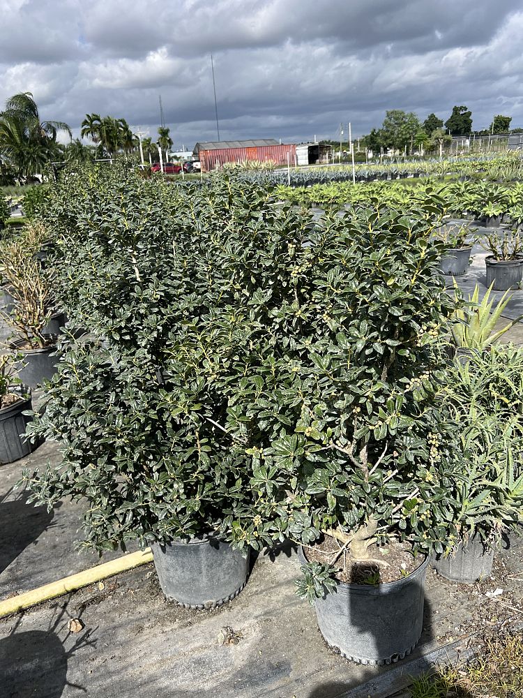 viburnum-suspensum-sandankwa-viburnum