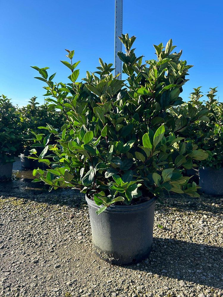 viburnum-suspensum-sandankwa-viburnum
