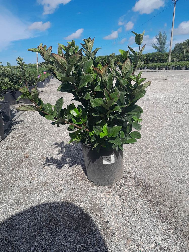 viburnum-suspensum-sandankwa-viburnum