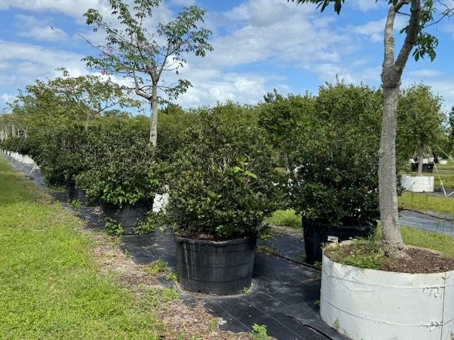 viburnum-suspensum-sandankwa-viburnum