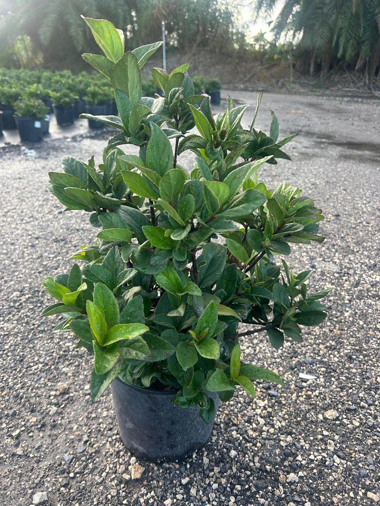 viburnum-suspensum-sandankwa-viburnum