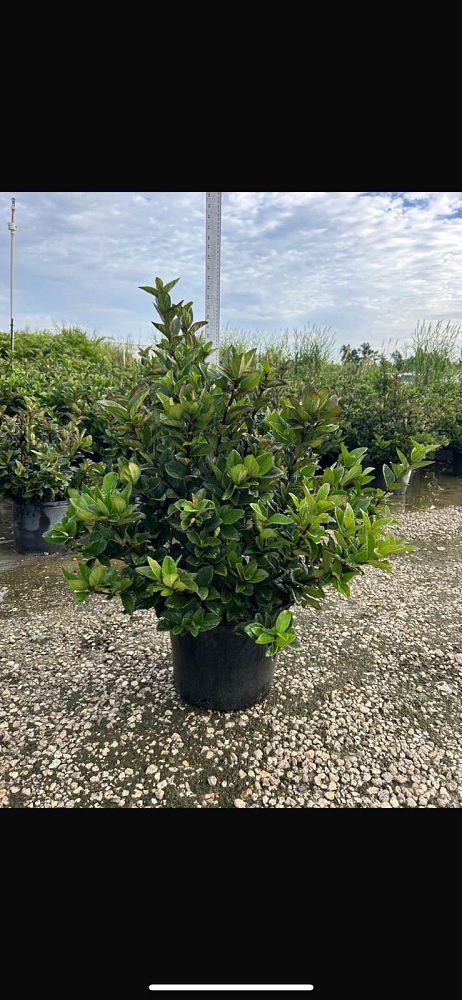 viburnum-suspensum-sandankwa-viburnum