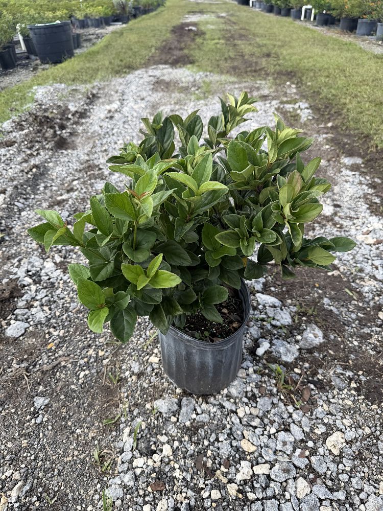viburnum-suspensum-sandankwa-viburnum