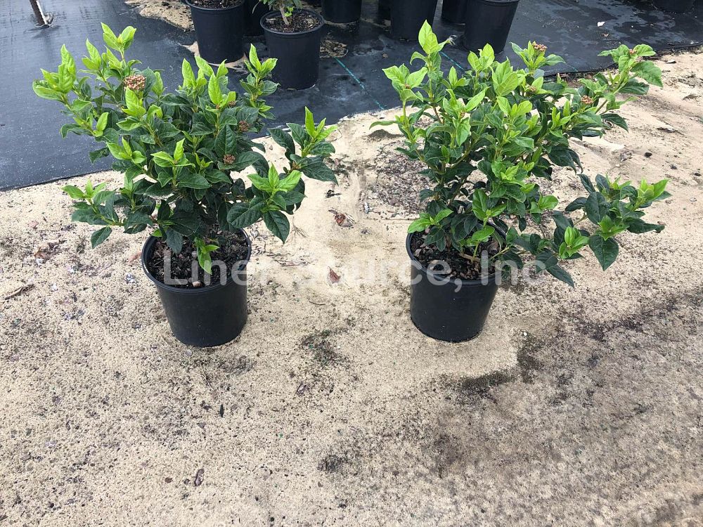 viburnum-tinus-compactum-laurustinus-spring-bouquet