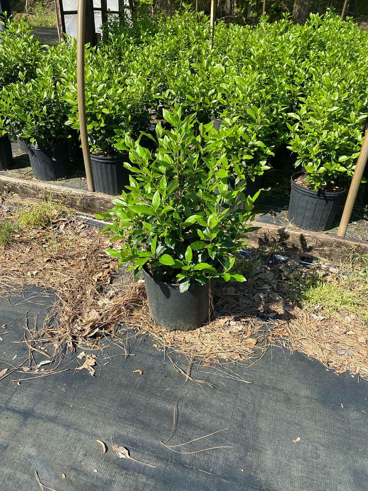 viburnum-tinus-compactum-laurustinus-spring-bouquet