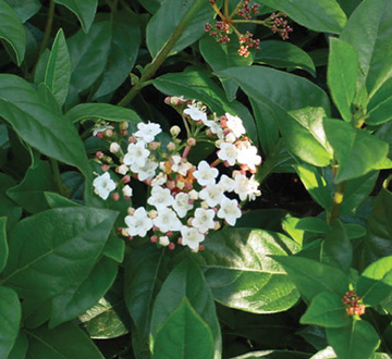 viburnum-tinus-compactum-laurustinus-spring-bouquet