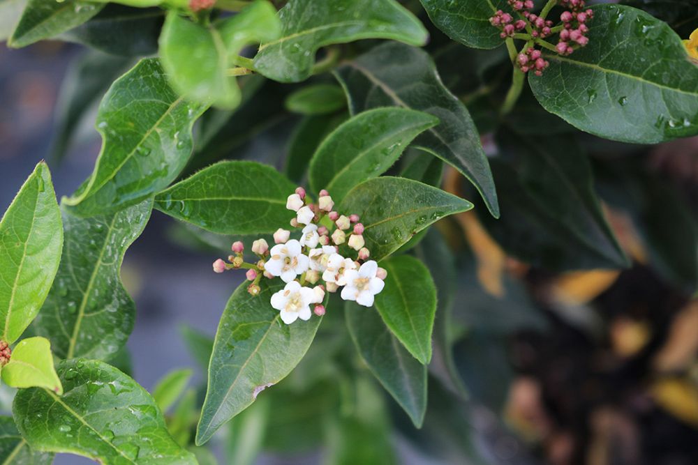 viburnum-tinus-compactum-laurustinus-spring-bouquet