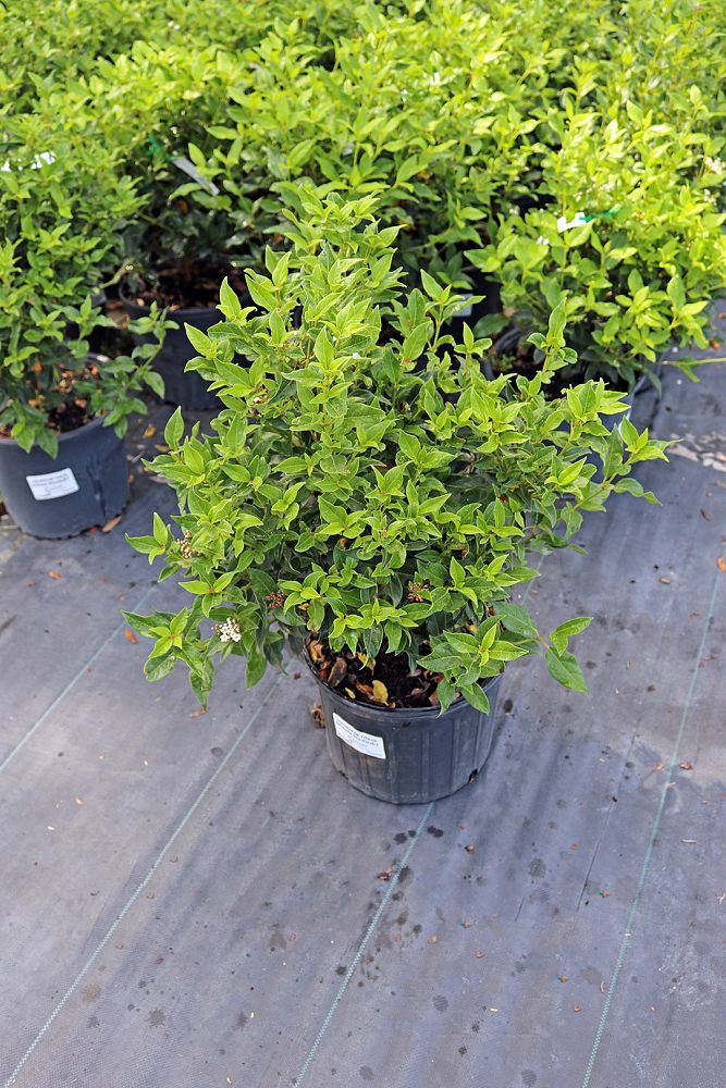 viburnum-tinus-compactum-laurustinus-spring-bouquet
