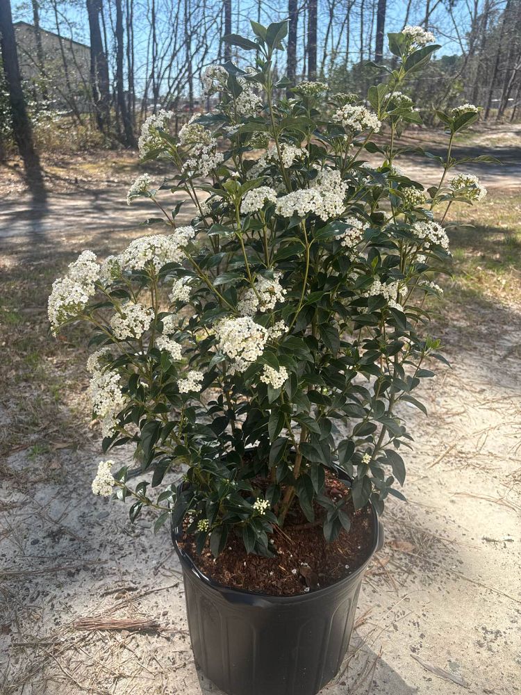viburnum-tinus-compactum-laurustinus-spring-bouquet
