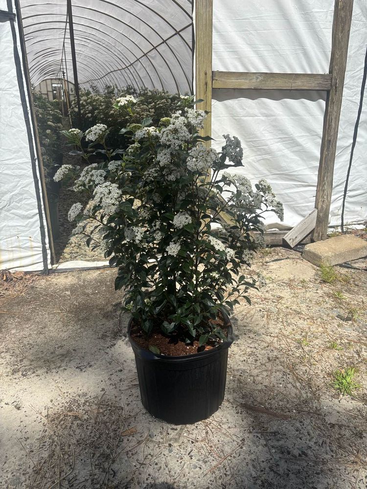 viburnum-tinus-compactum-laurustinus-spring-bouquet