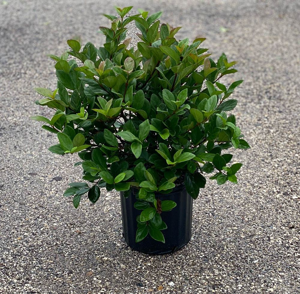 viburnum-tinus-laurustinus