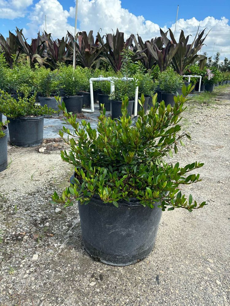 viburnum-tridentatum-densa-small-leaf-arrowwood-walter-s-viburnum