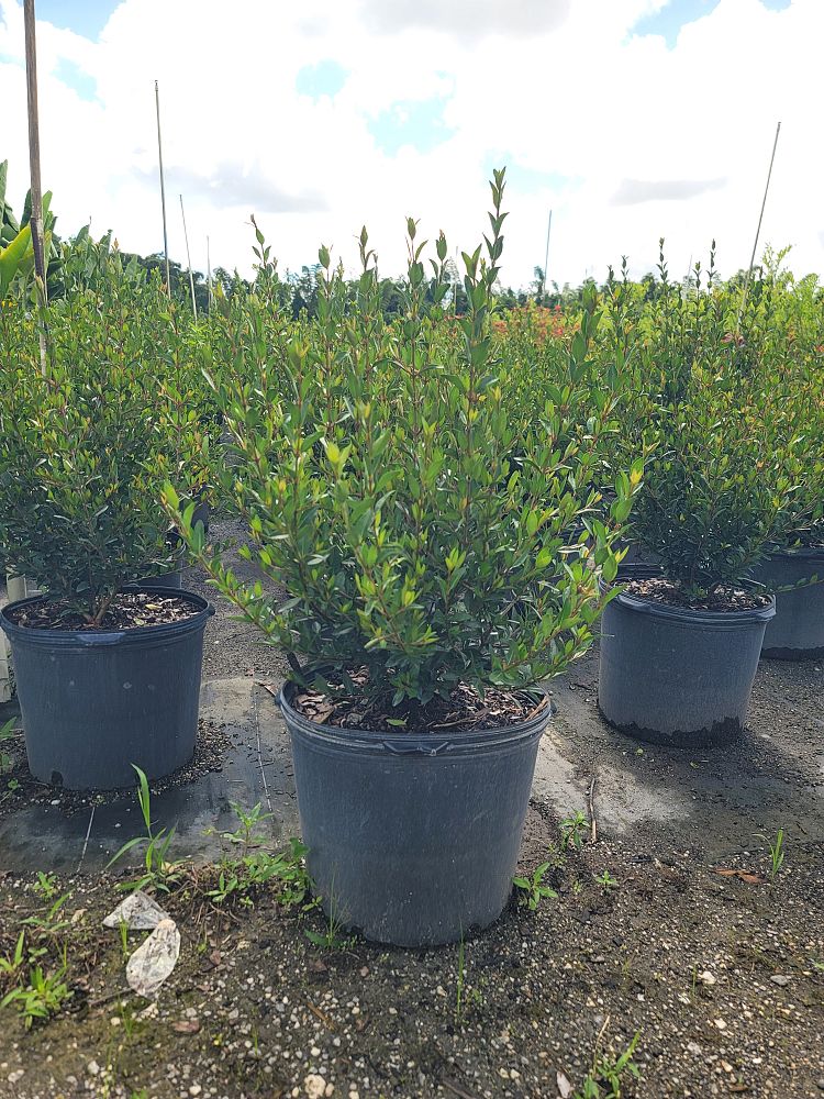 viburnum-tridentatum-densa-small-leaf-arrowwood-walter-s-viburnum