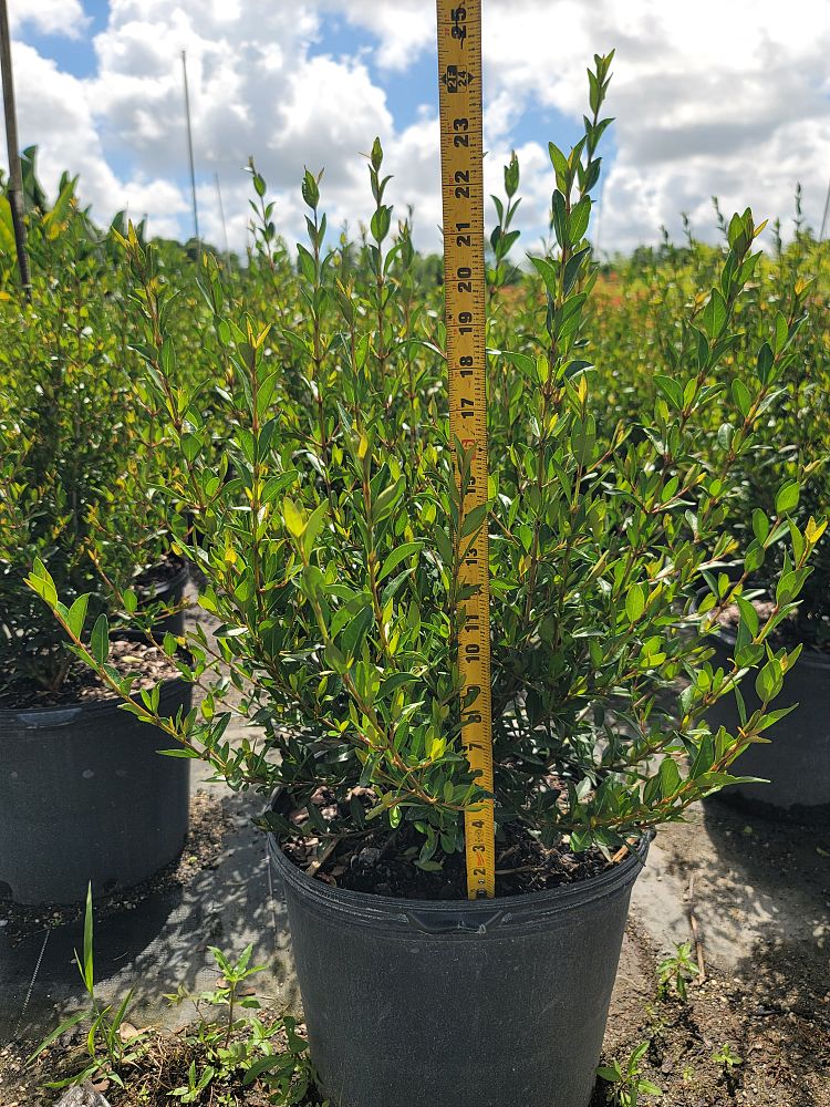 viburnum-tridentatum-densa-small-leaf-arrowwood-walter-s-viburnum