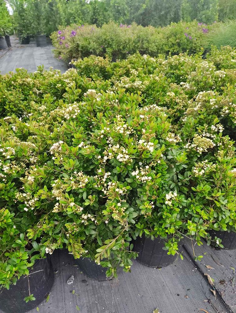 viburnum-tridentatum-densa-small-leaf-arrowwood-walter-s-viburnum