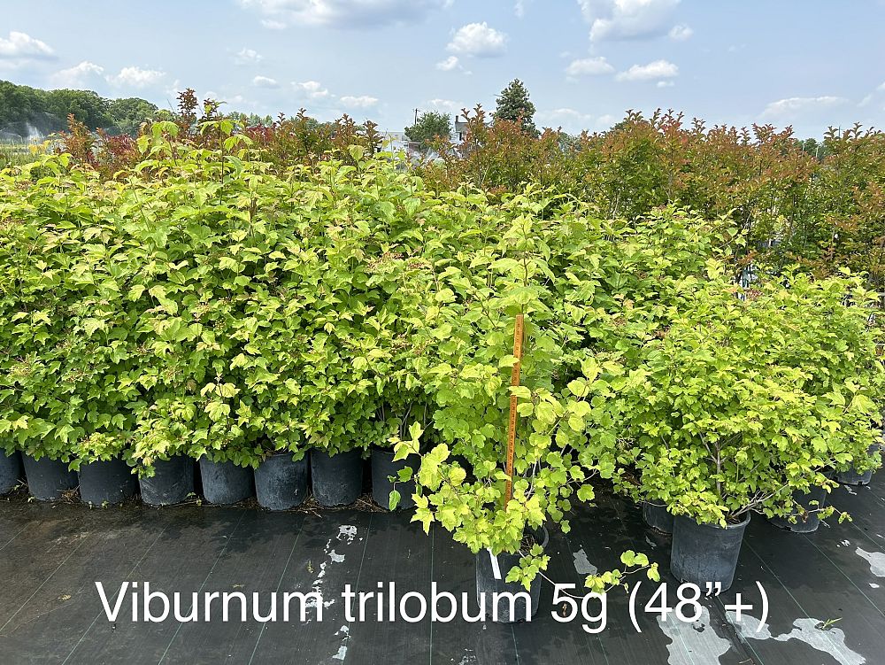 viburnum-trilobum-american-cranberry-bush