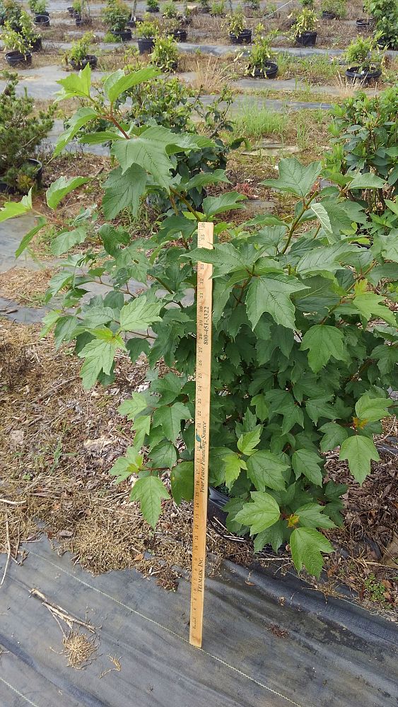 viburnum-trilobum-wentworth-american-cranberry-bush