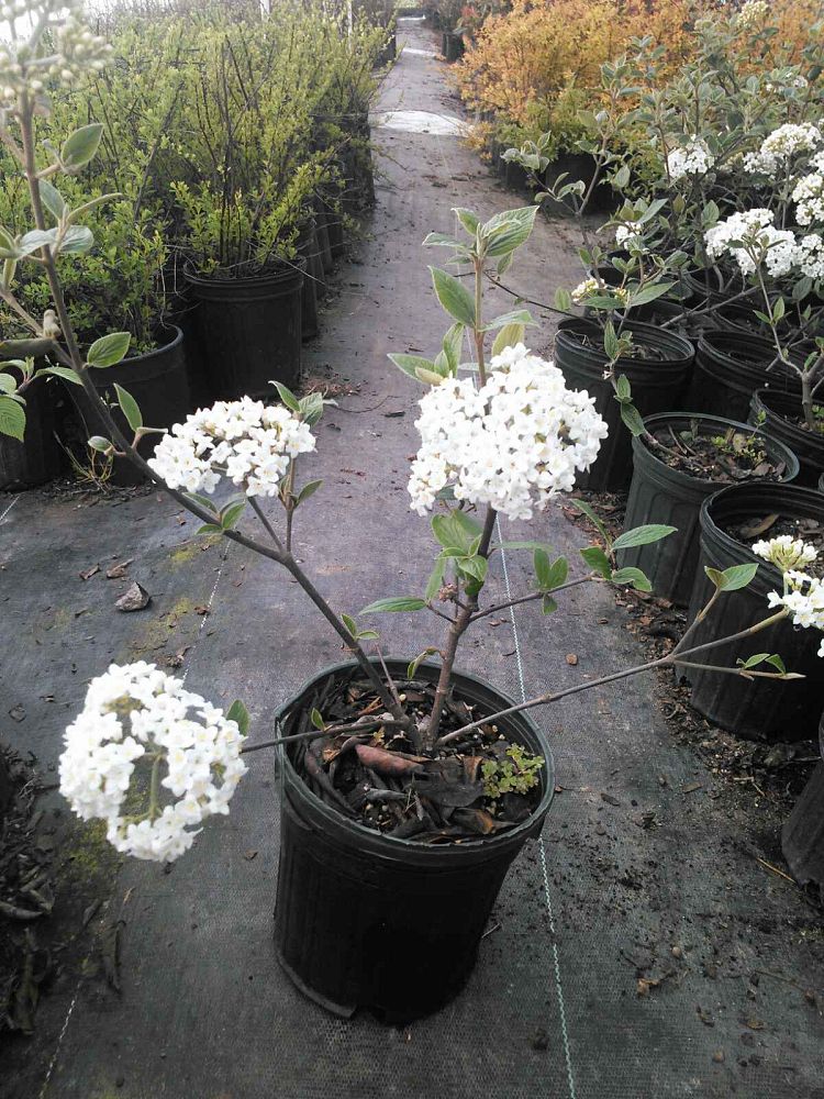 viburnum-x-burkwoodii-burkwood-viburnum