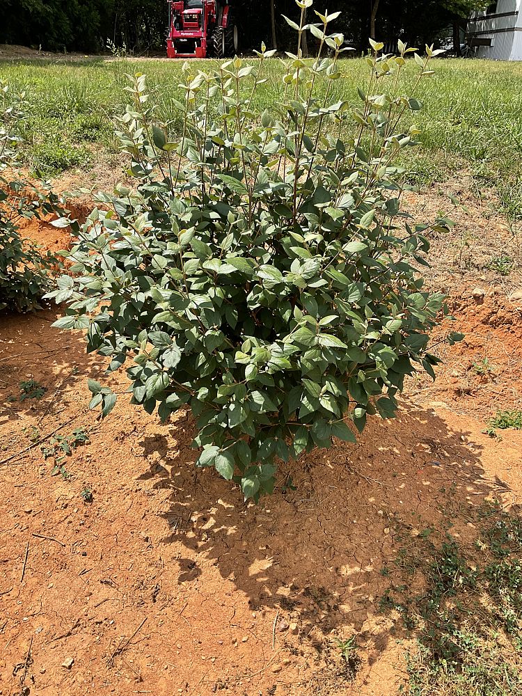viburnum-x-burkwoodii-mohawk-burkwood-viburnum