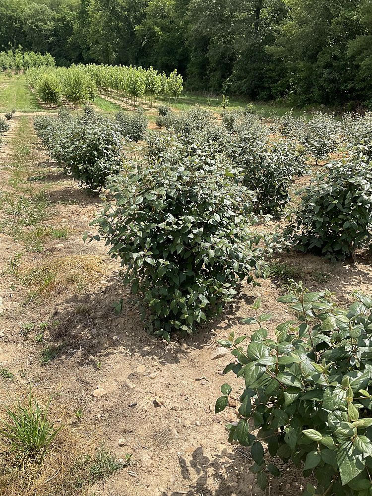 viburnum-x-burkwoodii-mohawk-burkwood-viburnum