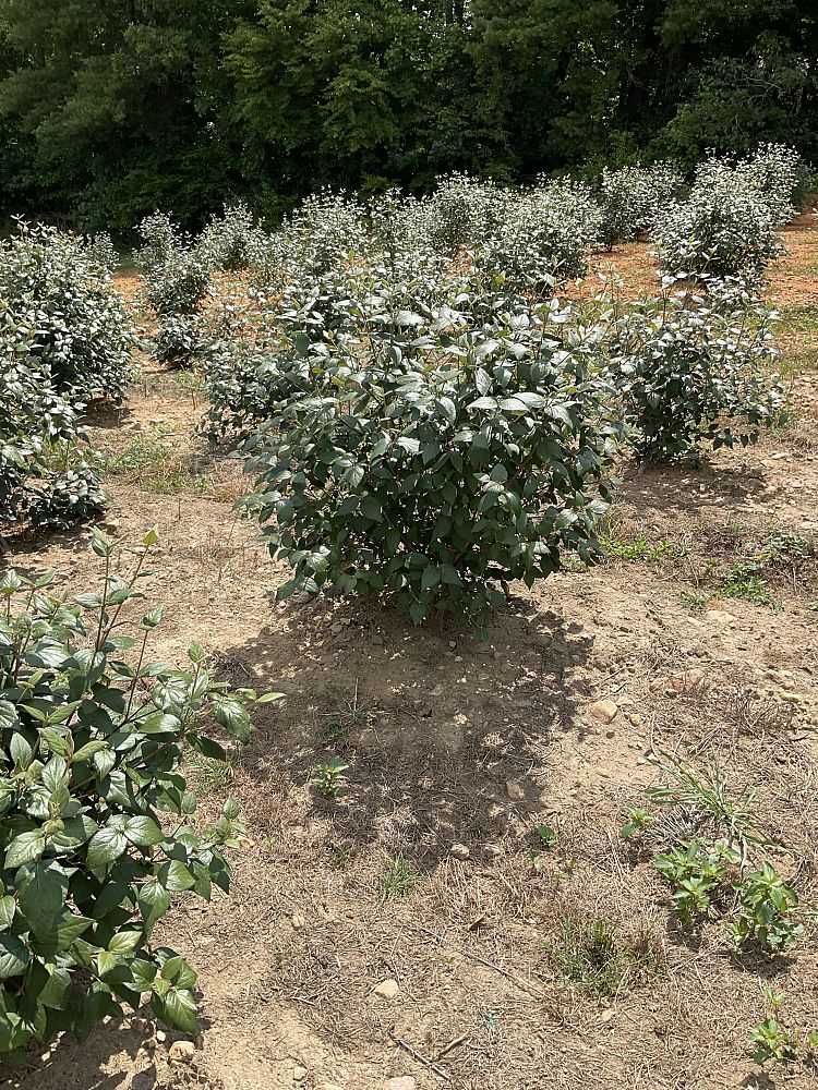 viburnum-x-burkwoodii-mohawk-burkwood-viburnum