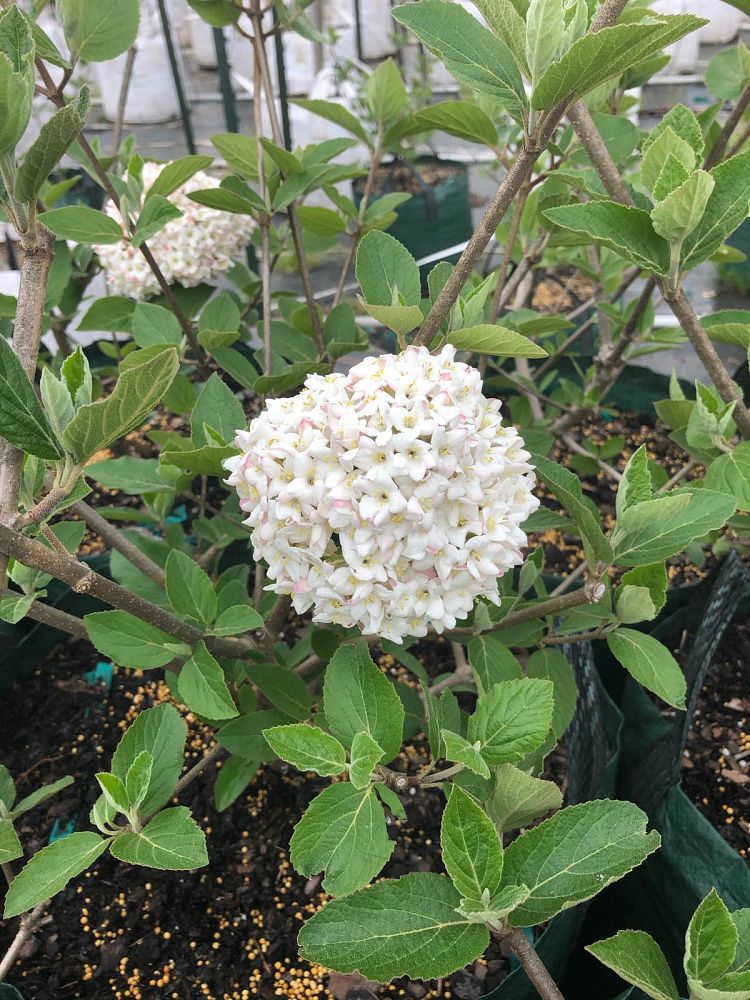 viburnum-x-juddii-judd-viburnum