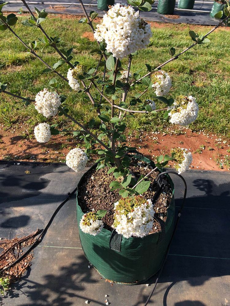 viburnum-x-juddii-judd-viburnum